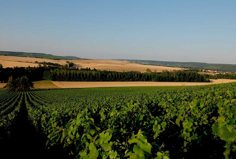 Randonnée au cœur du vignoble-Visite-Dégustation